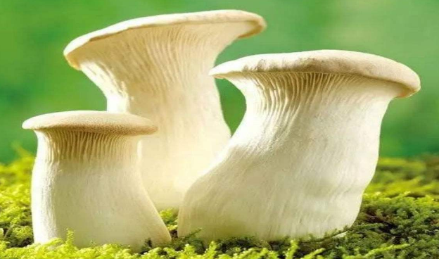 食用菌方向著作怎么出版