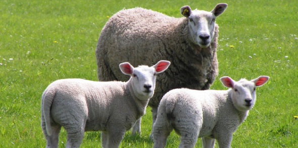 助理畜牧师评定条件是什么