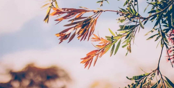 中文核心通讯作者可以有几个