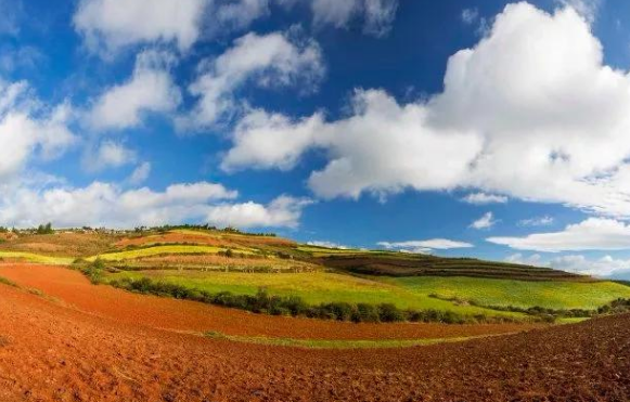 论文可以有几个第一作者