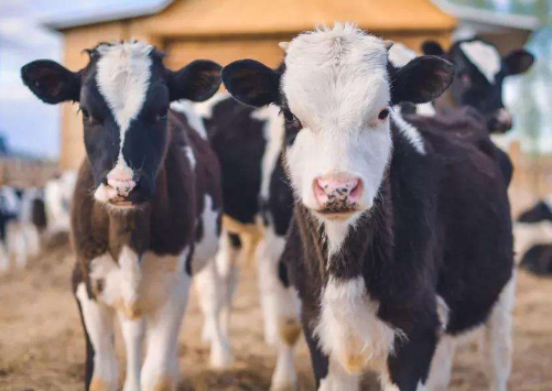 助理畜牧师的评定条件是什么