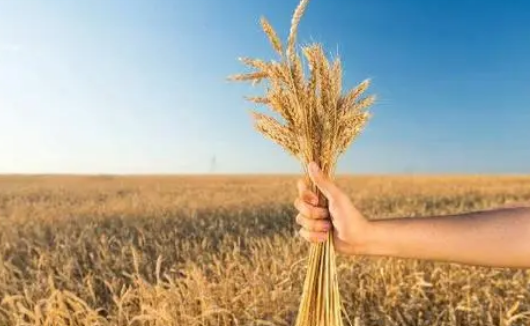 高级农艺师属于什么职称