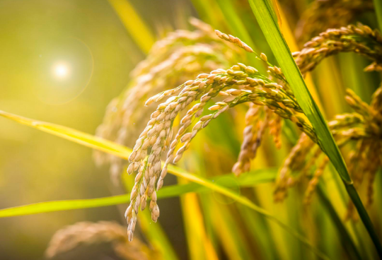 农业经济师是农业系列职称吗