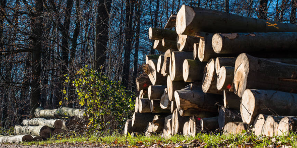 评林业工程师需要什么条件