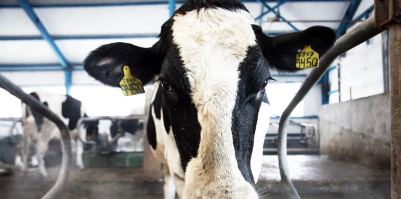 高级畜牧师评审条件是什么