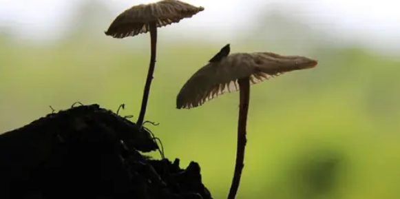 农学SCI期刊有哪些