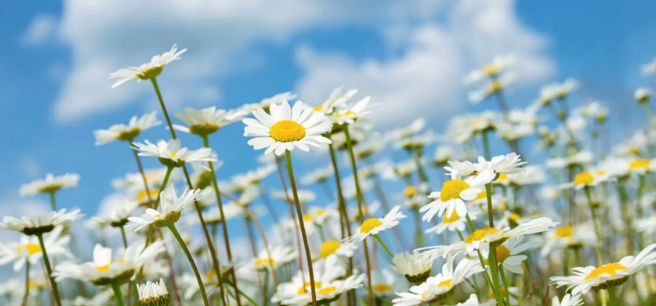 甘肃有哪些期刊是C刊