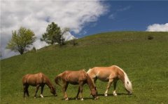评职称哪本畜牧杂志好发表一些