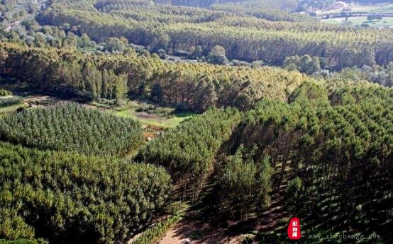 有哪些专业适合评审林业高级职称？