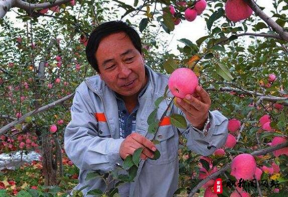 高级农艺师职称评定业绩上有什么要求