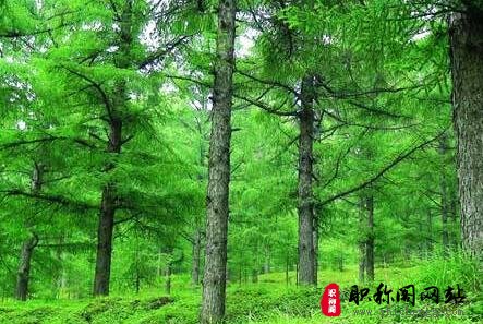 林业工程师高级职称评定条件是什么