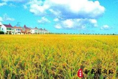 农艺师高级职称评审的必备条件