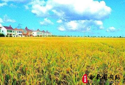 农艺师高级职称评审的必备条件