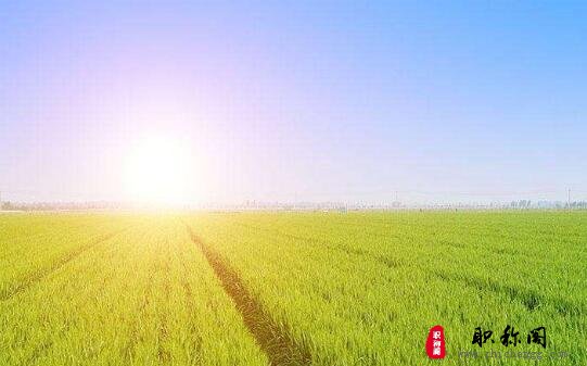 农艺师中级职称难评么