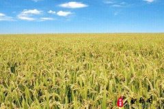 农艺师高级职称评定对作者的要求