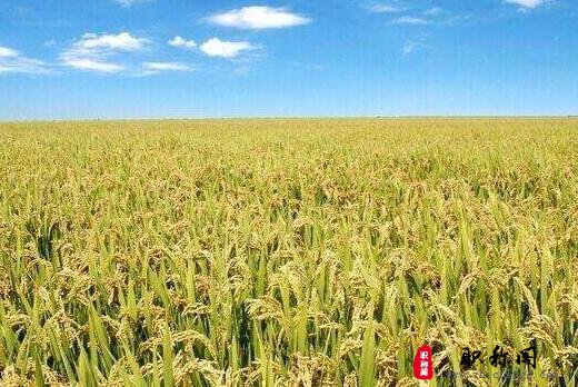 农艺师高级职称评定对作者的要求