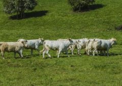 副高级畜牧师的科技成果和论文