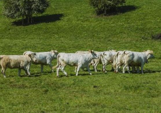 畜牧工程师论文