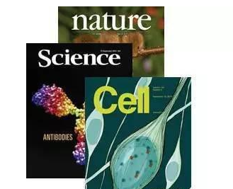 sci论文共同一作