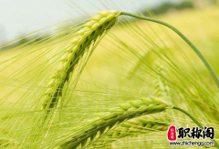 职称答辩5分钟简述