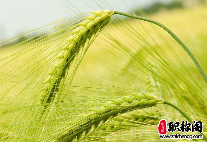 职称答辩5分钟简述