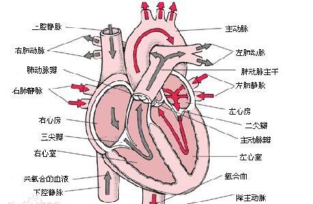 最新心血管领域SCI期刊有哪些