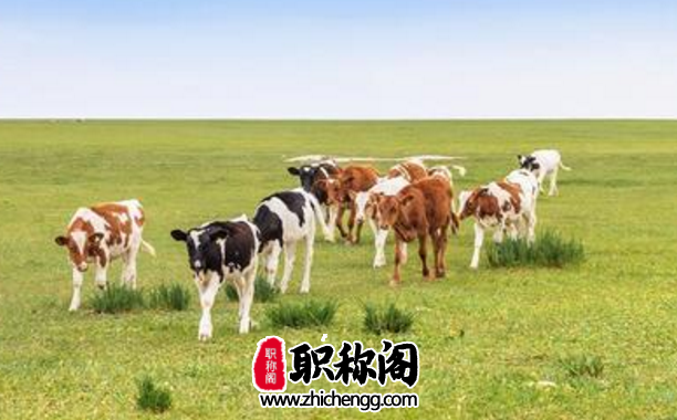 黑龙江评畜牧中级有哪些职称要求