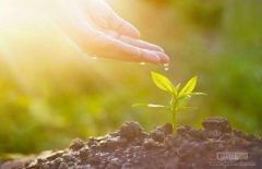 药学副高职称申报条件