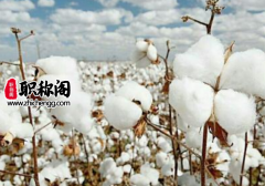 普刊和核刊的区别