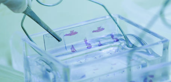 病理学杂志有哪些