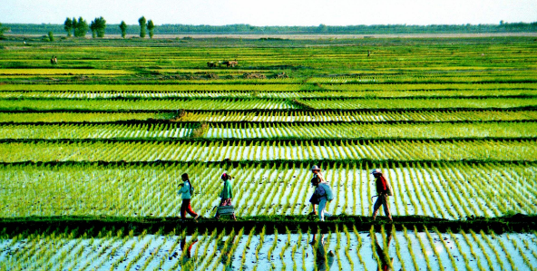 农业综合领域的sci期刊有哪些
