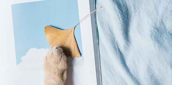 论文附录应该放在什么位置