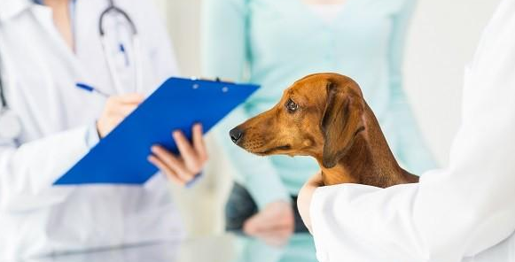 兽医学方面的sci杂志有哪些