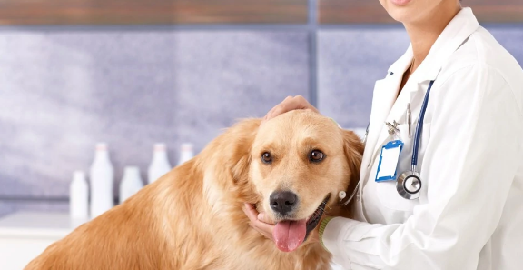 兽医学sci一区杂志有哪些