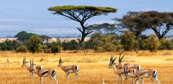 动物学sci期刊有哪些