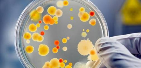 微生物方面的EI期刊有哪些