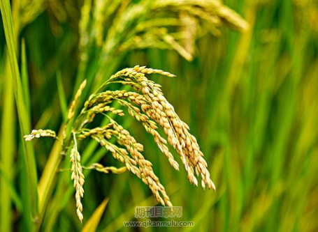 初级园林工程师职称需要具备哪些条件