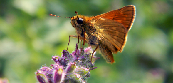 昆虫分类方面的学报有哪些