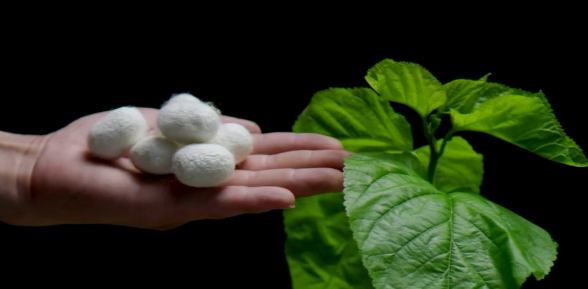 蚕业方面有哪些杂志