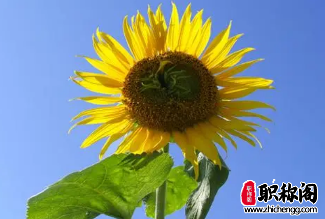 论文引言包括哪些内容