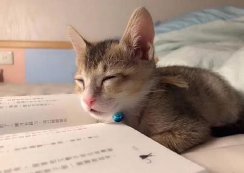 专利的Zl代表什么