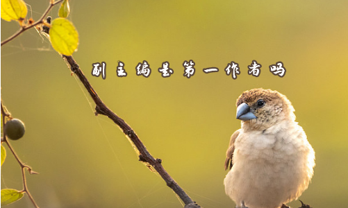 副主编是第一作者吗