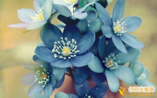 语文教材的编写体例是什么