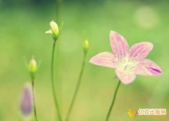 2019年河南省美术专业技术职称怎么出书