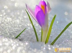 花城出版社是如何投稿的