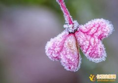 广东省正高级农艺师评审专著要求