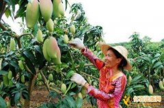 评审高级农艺师需要什么专利