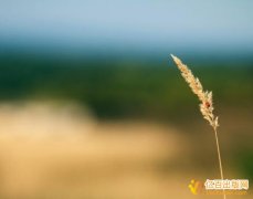 广西幼儿园一级教师职称评定条件