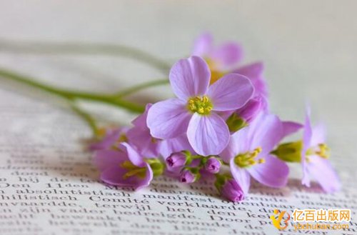 著作副主编要多少字