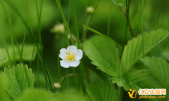 稿件审核通过才能申请书号吗